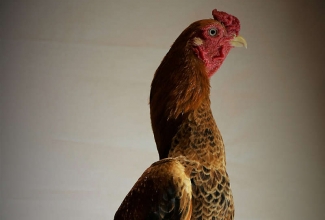 Ko Shamo kukk, foto Estfarm