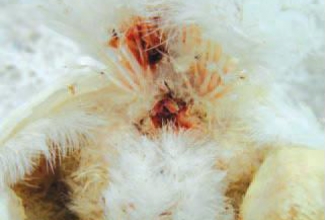 Lindude haigus koktsidioos, foto The Poultry Site