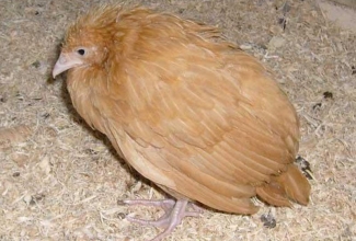 Lindude haigus koktsidioos, foto The Poultry site
