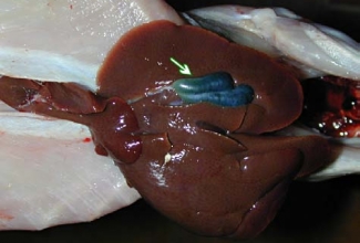 Terve küüliku maks koos sapipõiega, foto Michel Gruaz