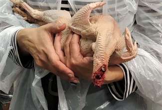 Kodulindude-algtootlemise-koolitus-1