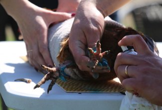 Koolitus-Estfarmis-13.05-11