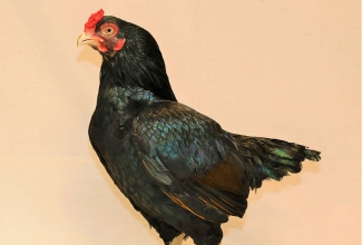 Korniš kukk, foto Estfarm