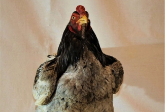 Korniš kukk, foto Estfarm