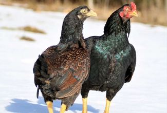 Korniš kana ja kukk, foto Estfarm