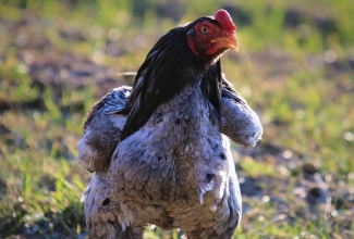 Korniš kukk, foto Estfarm