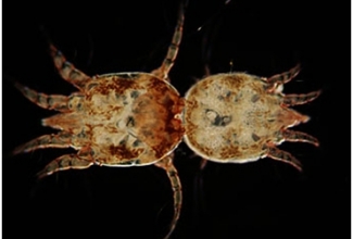 Kõrvalest, foto VEIN (Veterinary Exotic Infomaton Network) System, copyright 2002 Shinkichi Tsuruno and Akira Yamanouchi