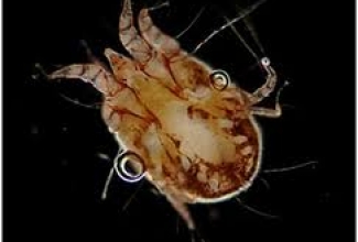 Kõrvalest, foto VEIN (Veterinary Exotic Infomaton Network) System, copyright 2002 Shinkichi Tsuruno and Akira Yamanouchi