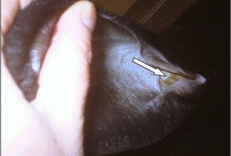 Küülikute haigus kõrvalest, foto Medirabbit.com