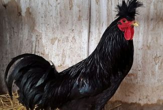 Kosovo pikaltkirev, foto: https://en.wikipedia.org/wiki/Long-crowing_chicken#/media/File:Kosovo_Crower_1.jpg