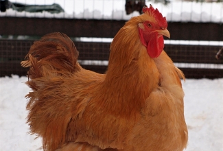 Kotšini kukk, värvus buff, foto Estfarm