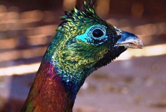 Kroon-läikfaasani kukk, foto Estfarm