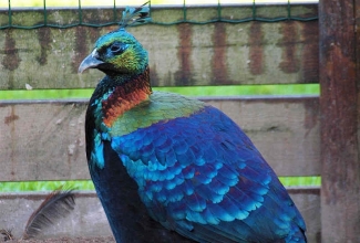 Kroon-läikfaasani kukk, foto Estfarm