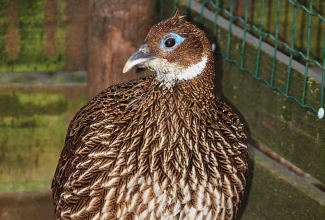 Kroon-läikfaasani kana, foto Estfarm