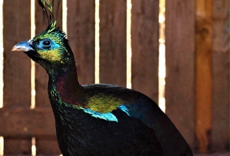 Kroon-läikfaasani kukk, foto Estfarm