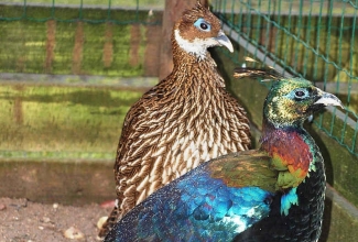 Kroon-läikfaasani paar, foto Estfarm