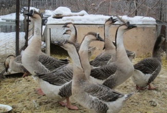 Kubani haned, foto: https://foodbay.com/wiki/meat/item/kubanskie-gusi