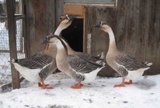 Kubani haned, foto: https://foodbay.com/wiki/meat/item/kubanskie-gusi