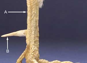 Kuke kannus, foto: http://poultryhelp.com/spurs.html