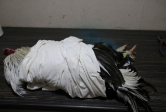 Kuke fikseerimine, foto Estfarm