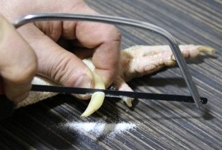 Kuke kannuste lühendamine, foto Estfarm