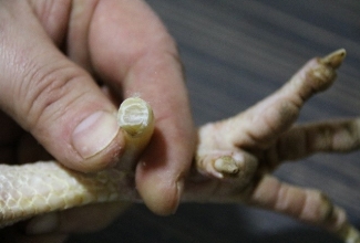 Kuke kannuste lühendamine, foto Estfarm