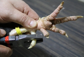 Kuke kannuste eemaldamine, foto Estfarm