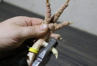 Kuke kannuste eemaldamine, foto Estfarm