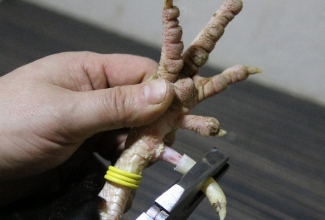 Kuke kannuste eemaldamine, foto Estfarm