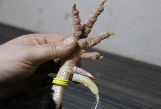 Kuke kannuste eemaldamine, foto Estfarm