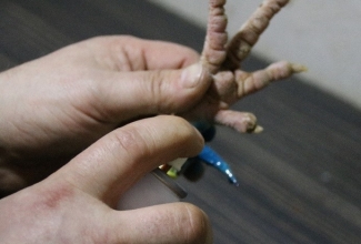 Kuke kannuste eemaldamine, foto Estfarm