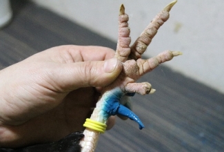 Kuke kannuste eemaldamine, foto Estfarm