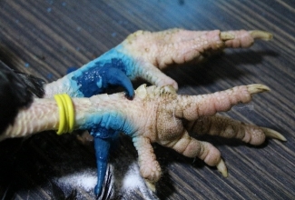 Kuke kannuste eemaldamine, foto Estfarm