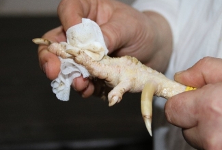 Kuke kannuste/varvaste puhastamine, foto Estfarm