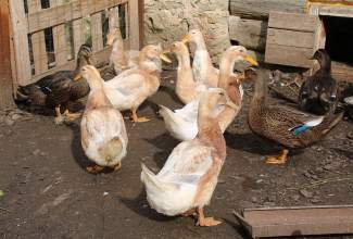 Külas-Katerina-Kasatkinal-23.07.2020-10