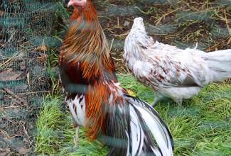 Külas-Katerina-Kasatkinal-23.07.2020-11