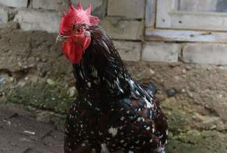 Külas-Katerina-Kasatkinal-23.07.2020-12