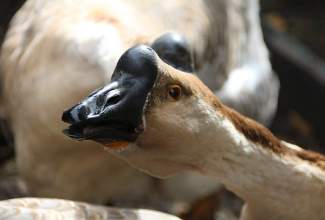 Külas-Katerina-Kasatkinal-23.07.2020-13