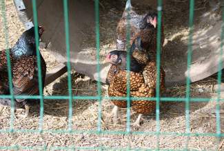 Külas-Katerina-Kasatkinal-23.07.2020-14