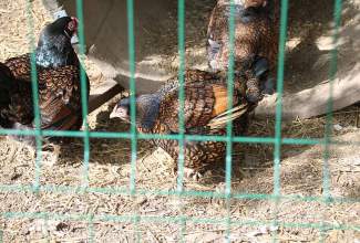 Külas-Katerina-Kasatkinal-23.07.2020-15