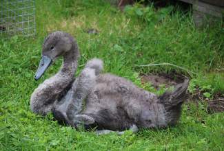 Külas-Katerina-Kasatkinal-23.07.2020-2