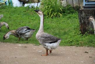 Külas-Katerina-Kasatkinal-23.07.2020-4