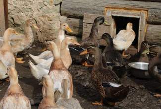 Külas-Katerina-Kasatkinal-23.07.2020-9