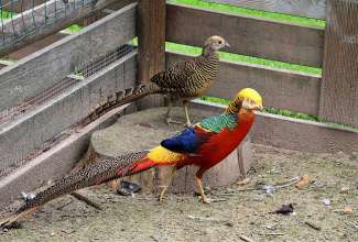 Kuldfaasanid, foto: Estfarm