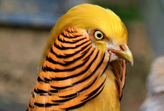 Kuldfaasani kukk, foto Estfarm