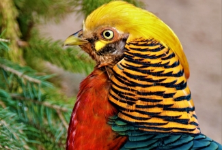 Kuldfaasani kukk, foto Estfarm