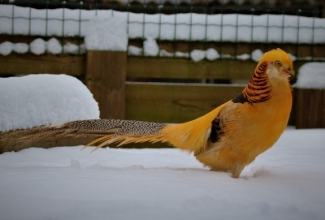 Kuldfaasani kukk, foto Estfarm