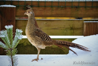 Kuldfaasani kana, foto Estfarm