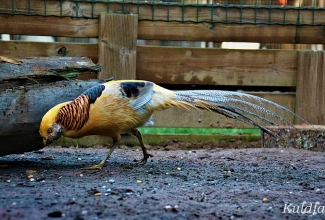 Kuldfaasani kukk, foto Estfarm
