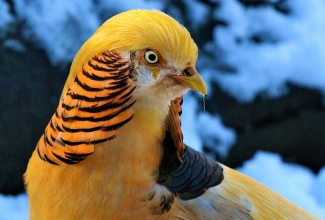 Kuldfaasani kukk, foto Estfarm